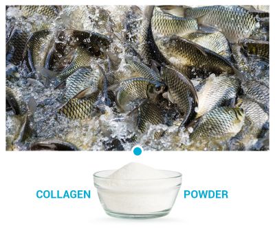 魚膠原蛋白肽